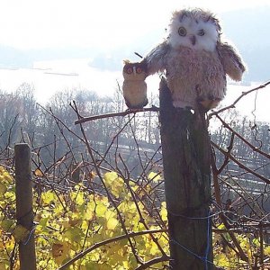 Drago und Bubo in den Weinbergen