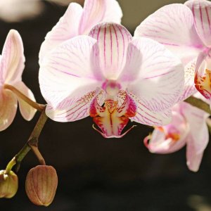 Orchideenblten