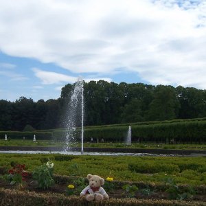 Douglas im Brhler Schlosspark