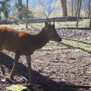 Wildpark Hellenthal, 22.10.2011