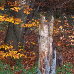 Herbstspaziergang im Siebengebirge