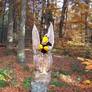 Herbstspaziergang im Siebengebirge