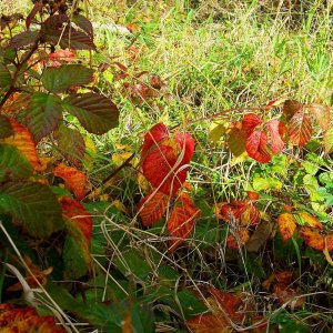 Herbstspaziergang im Siebengebirge