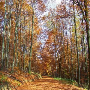 Herbstspaziergang im Siebengebirge