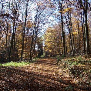 Herbstspaziergang im Siebengebirge