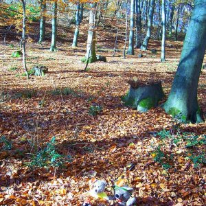 Herbstspaziergang im Siebengebirge