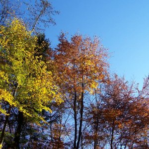 Herbstspaziergang im Siebengebirge