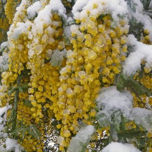 Mimosenblten unter Schneelast