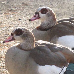 Enten im Bioparco