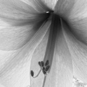 Amaryllis