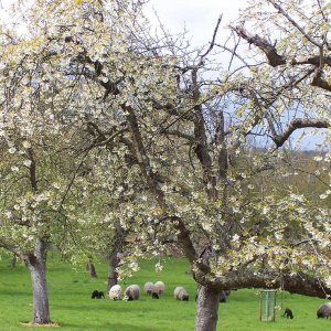 Fatzi und Schafe in Lftelberg