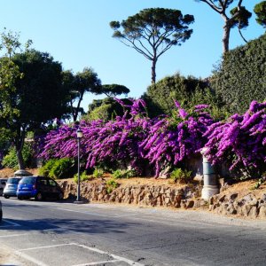 Blumen an der Via Sistina