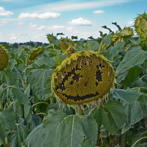 Weinberge Retzbach bei Wrzburg Sonnenblumenfeld