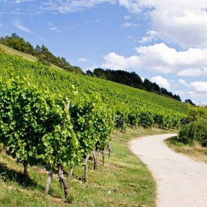 Weinberge Retzbach bei Wrzburg