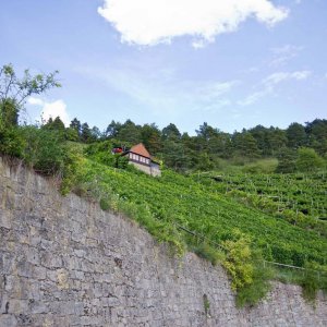 Weinberge Retzbach bei Wrzburg