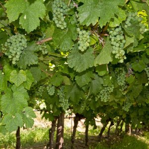 Weinberge Retzbach bei Wrzburg