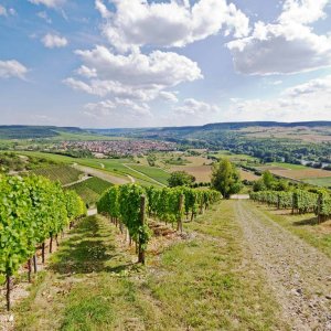 Weinberge Retzbach bei Wrzburg