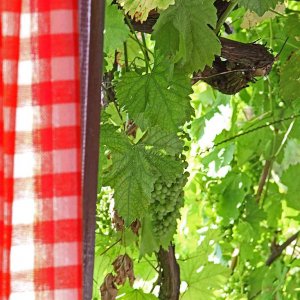 Weinberge Retzbach bei Wrzburg