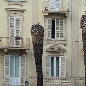 sterbende Palmen auch in Roms Norden