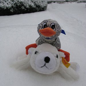 Knut und Frottola im Schnee