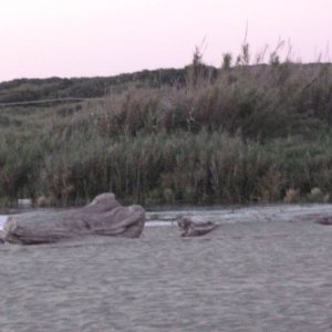 Spiaggia di Fregene