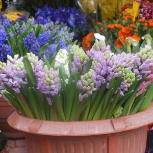 Campo de' Fiori