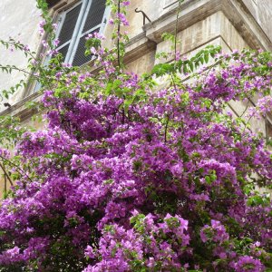 Bltenpracht in Trastevere