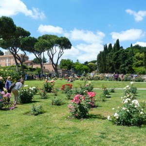 Roseto Comunale 2013