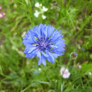 Blumen in der Normandie