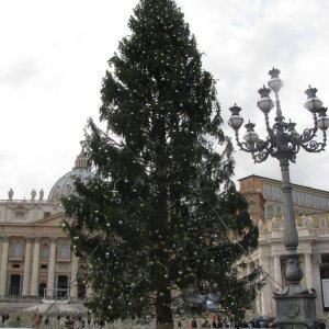 Weihnachtsbaum Petersplatz 2014