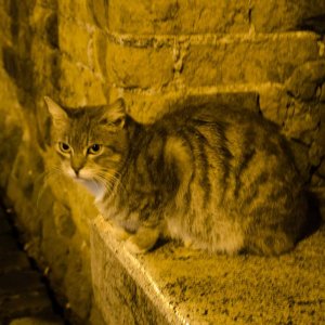 Area Sacra - das Katzenasyl in der Altstadt