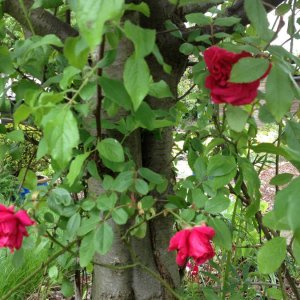 Rosen im Pflaumenbaum