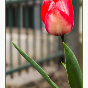Tulpe morgens