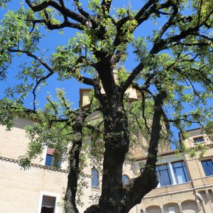 Giardini Vaticani