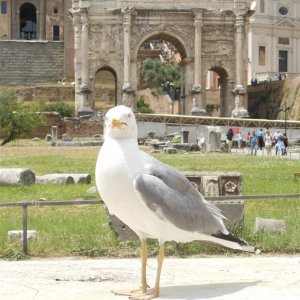 Forum Romanum