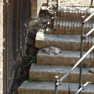 Katzenstation Torre Argentina