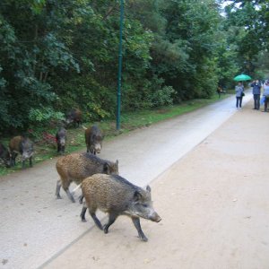 Usedom 2007