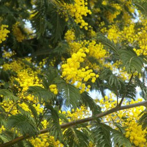 Mimosen am Nemisee