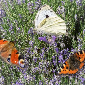 Schmetterlinge auf Lavendel