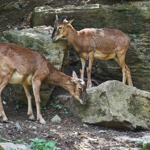 Wildpark Bad Mergentheim