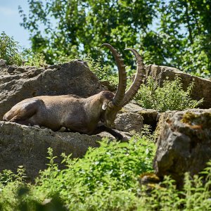 Wildpark Bad Mergentheim