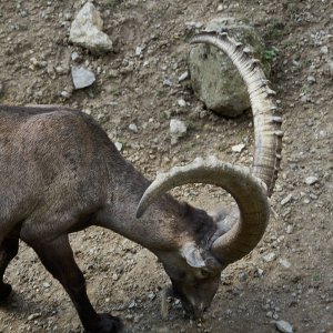 Wildpark Bad Mergentheim