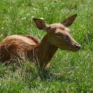 Wildpark Bad Mergentheim