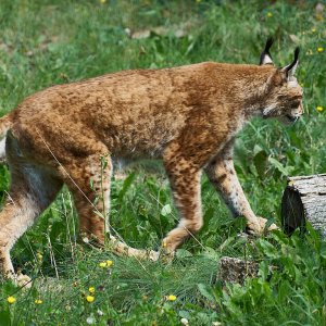 Wildpark Bad Mergentheim