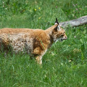 Wildpark Bad Mergentheim