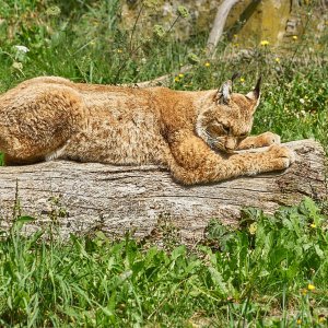 Wildpark Bad Mergentheim