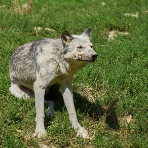 Wildpark Bad Mergentheim