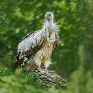 Wildpark Bad Mergentheim