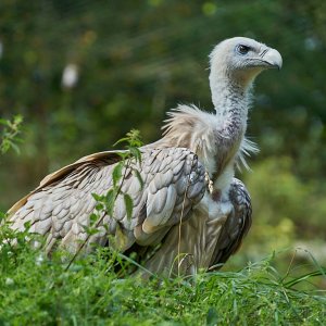 Wildpark Bad Mergentheim