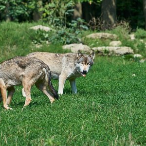 Wildpark Bad Mergentheim